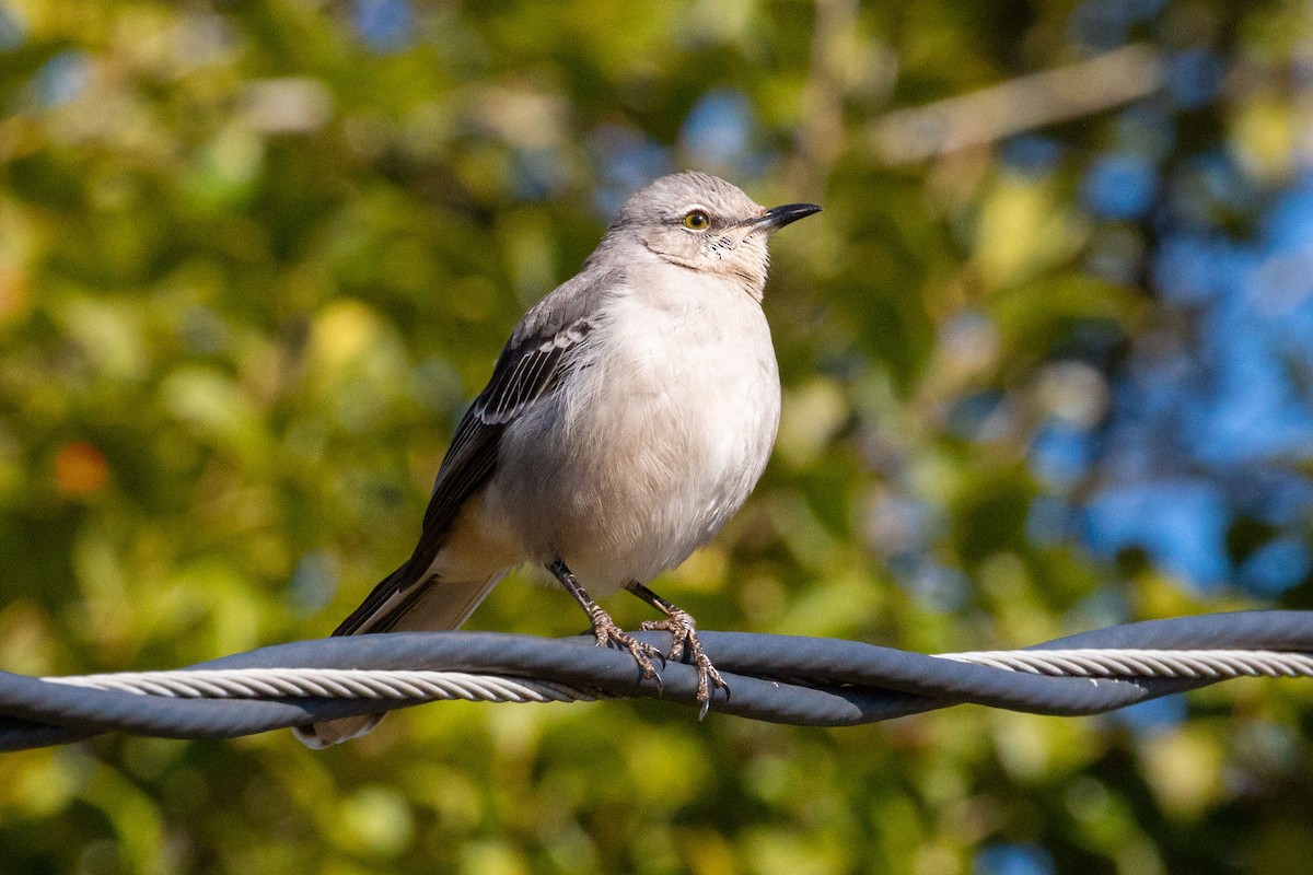 Gartenspottdrossel - ML646849613