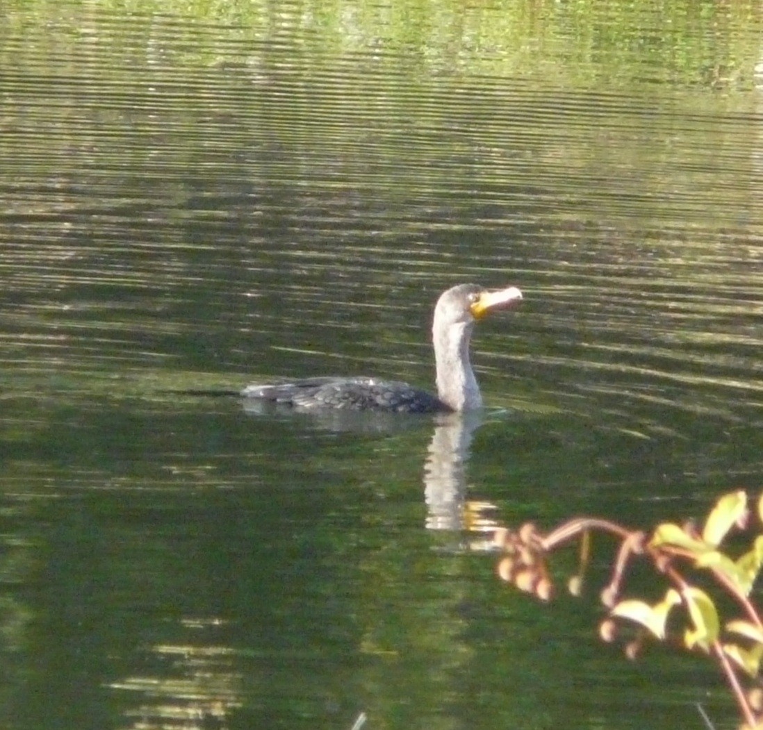 Double-crested Cormorant - ML646849615