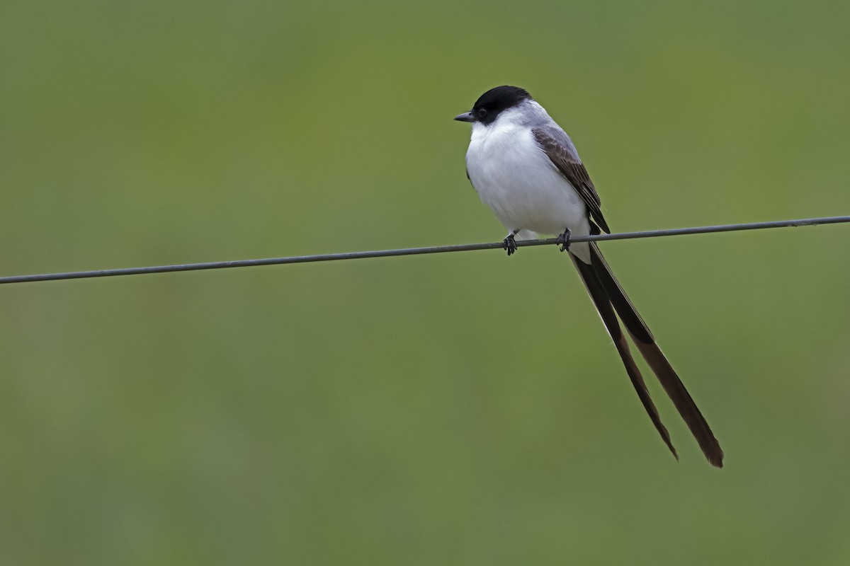 Fork-tailed Flycatcher - ML646849616