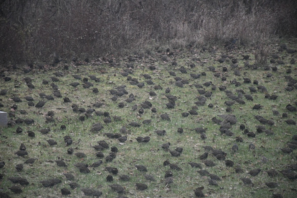 European Starling - ML646849617