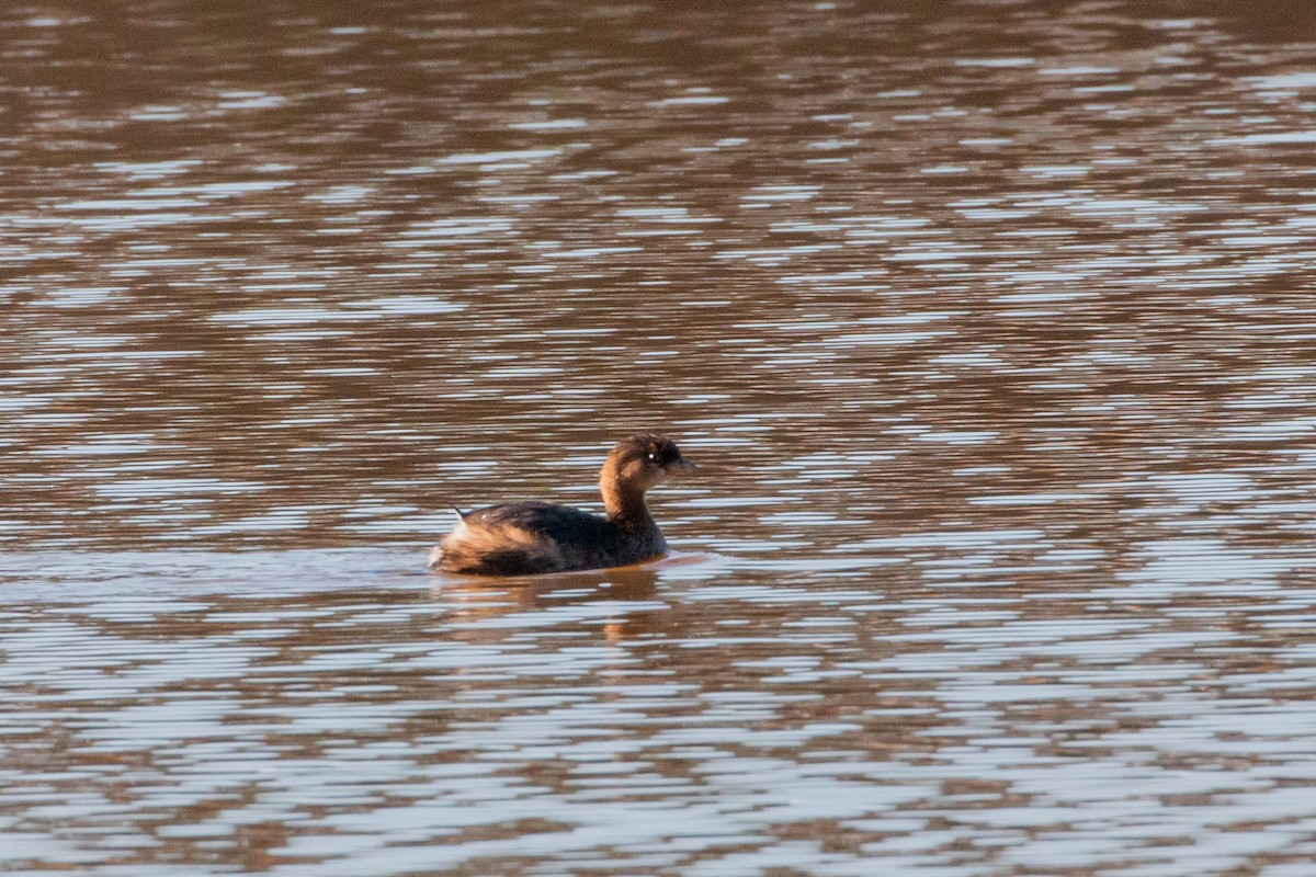 Bindentaucher - ML646849621