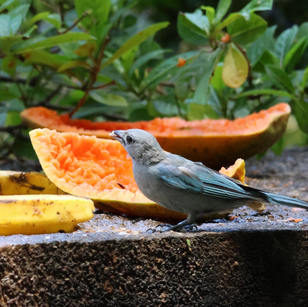 Sayaca Tanager - ML646849630