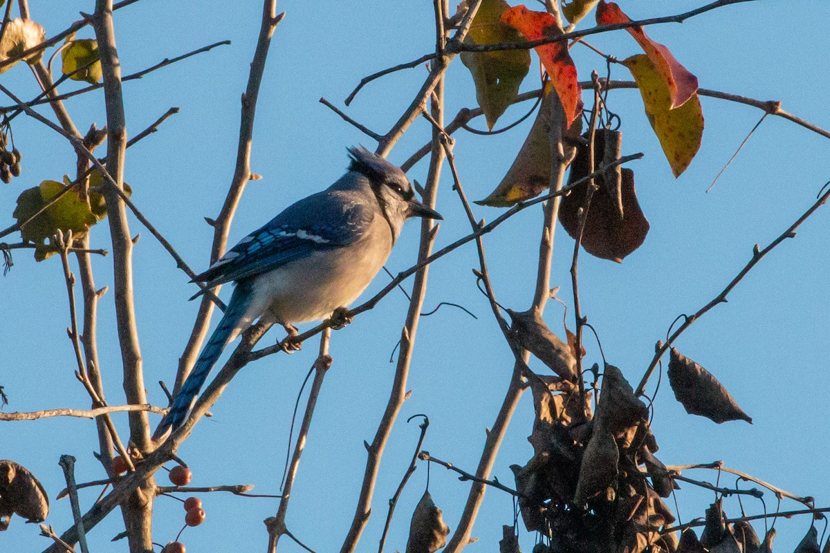 Mavi Karga - ML646849634