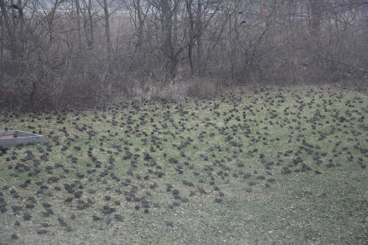 European Starling - ML646849635