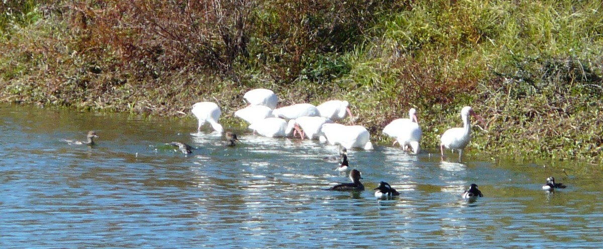 White Ibis - ML646849636