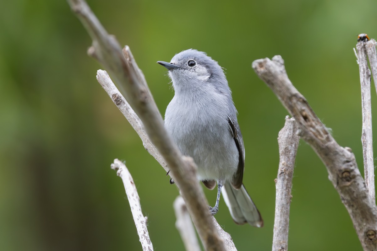 leskot škraboškový - ML646849638