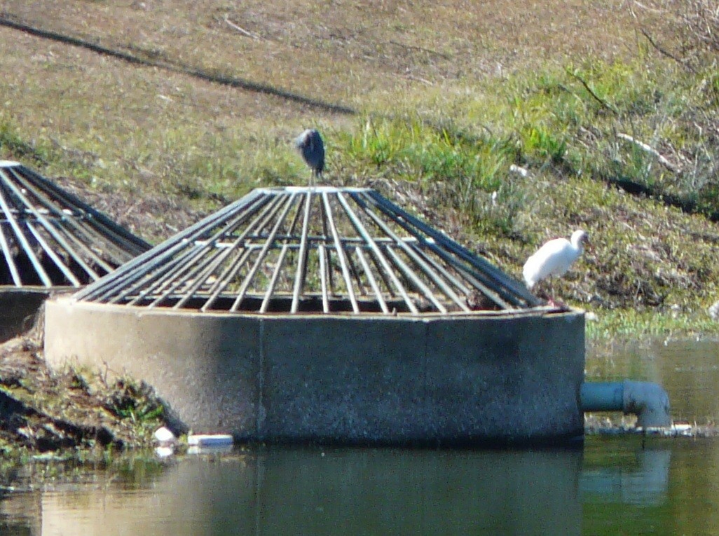 Little Blue Heron - ML646849641
