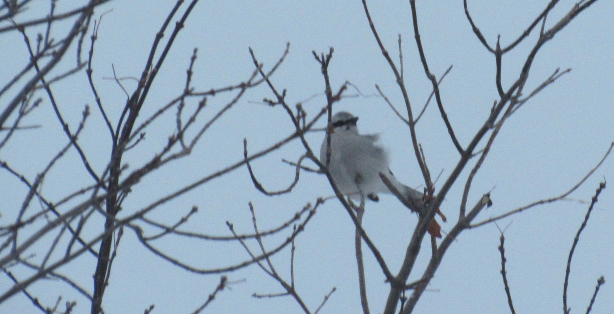 Северный сорокопут - ML646849642