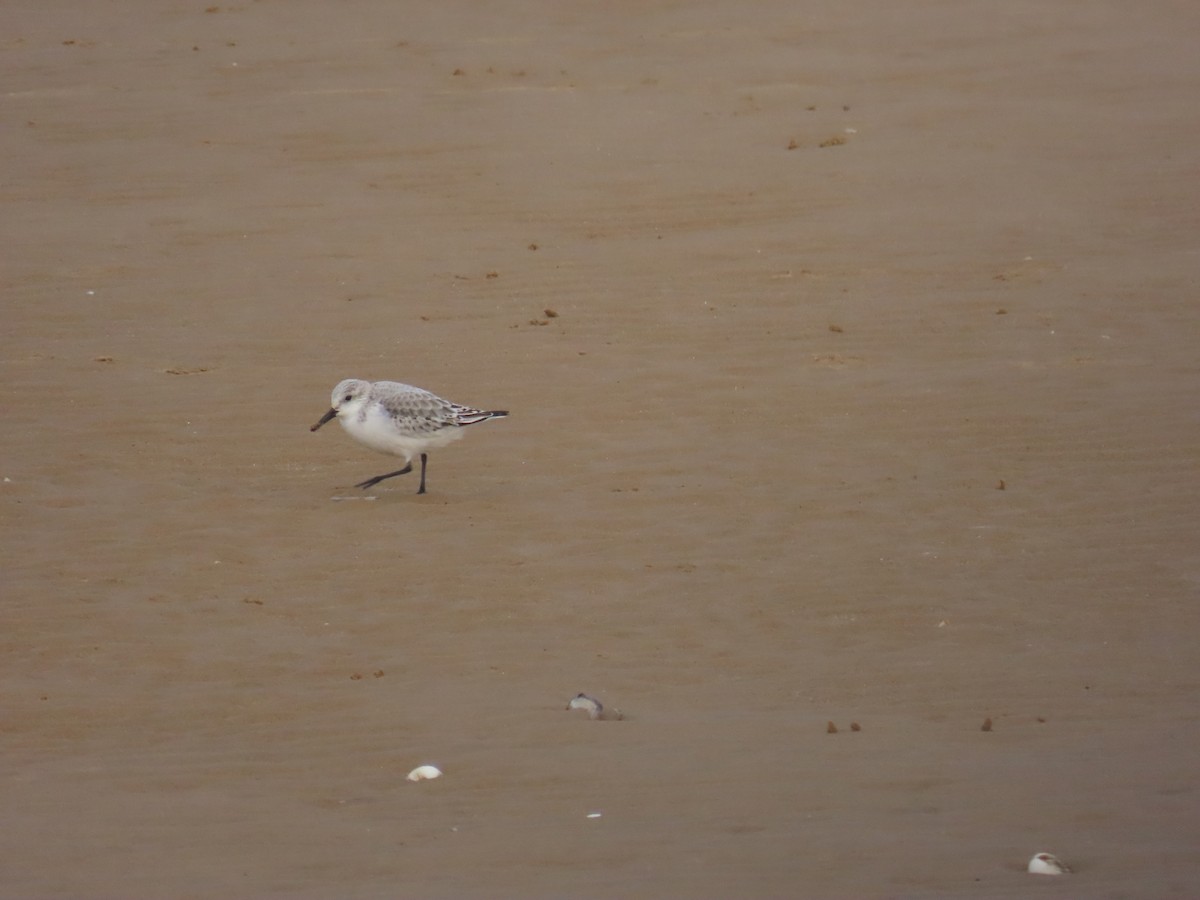 三趾濱鷸 - ML646849644