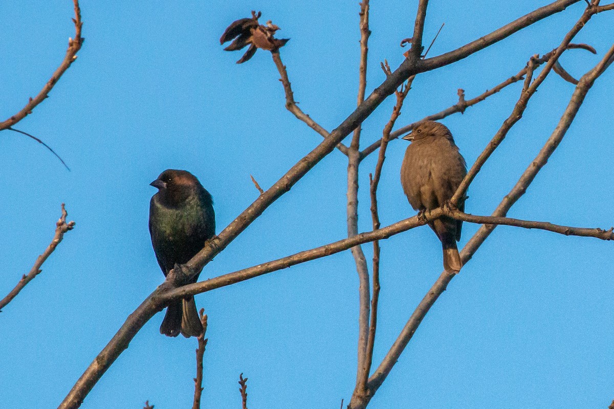 Braunkopf-Kuhstärling - ML646849645