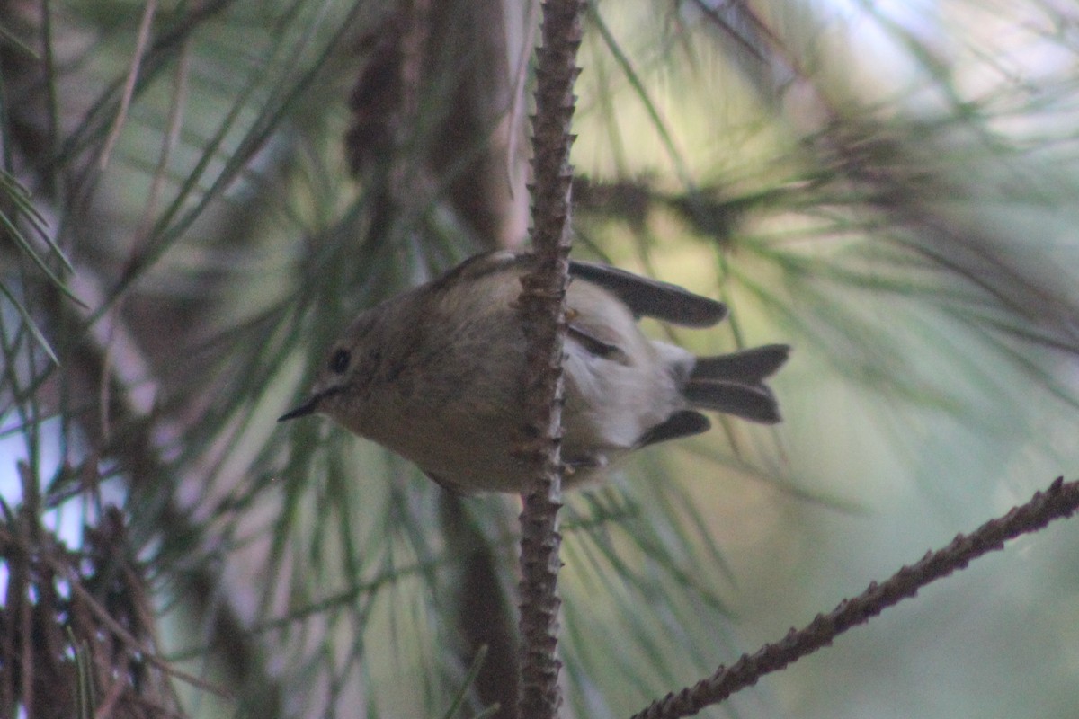 Goldcrest - ML646849647