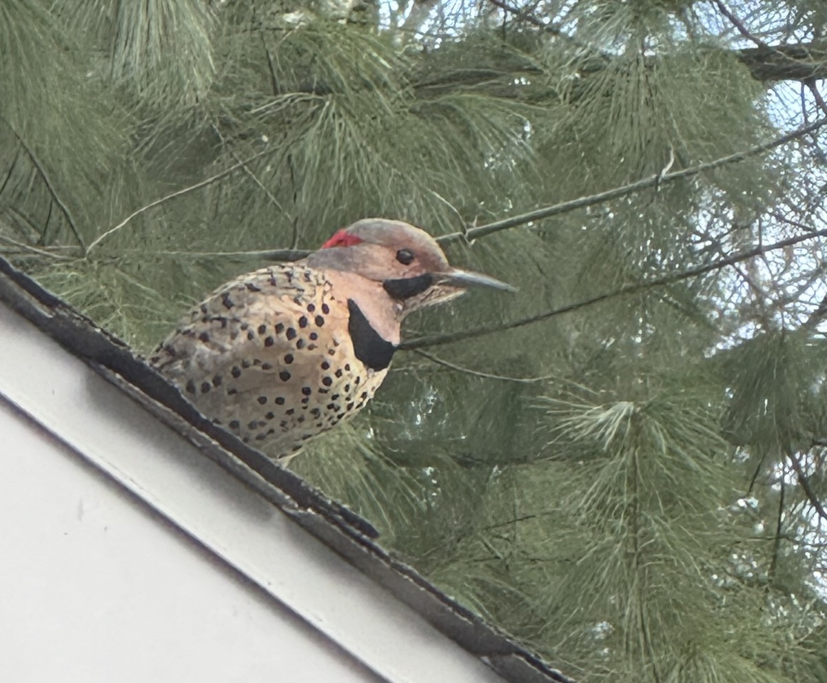 Декол золотистий - ML646849651