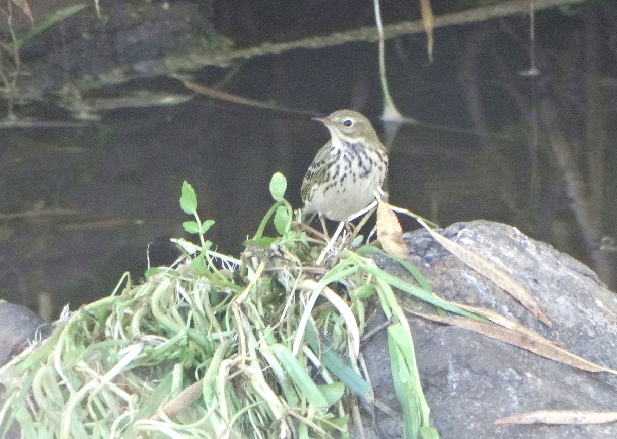 Pispola - ML646849652