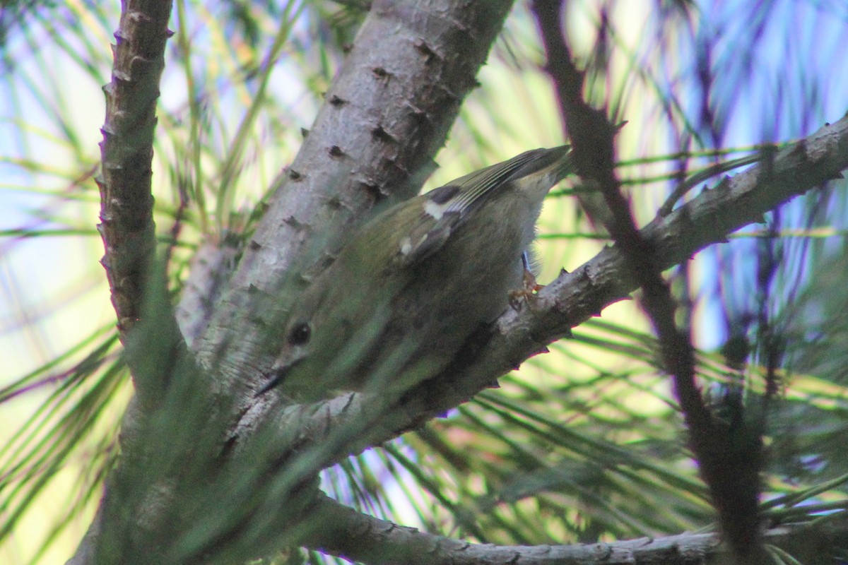 Goldcrest - ML646849653