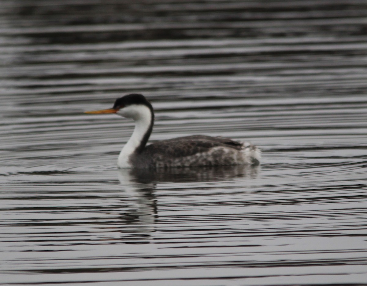 Пірникоза західна - ML646849654
