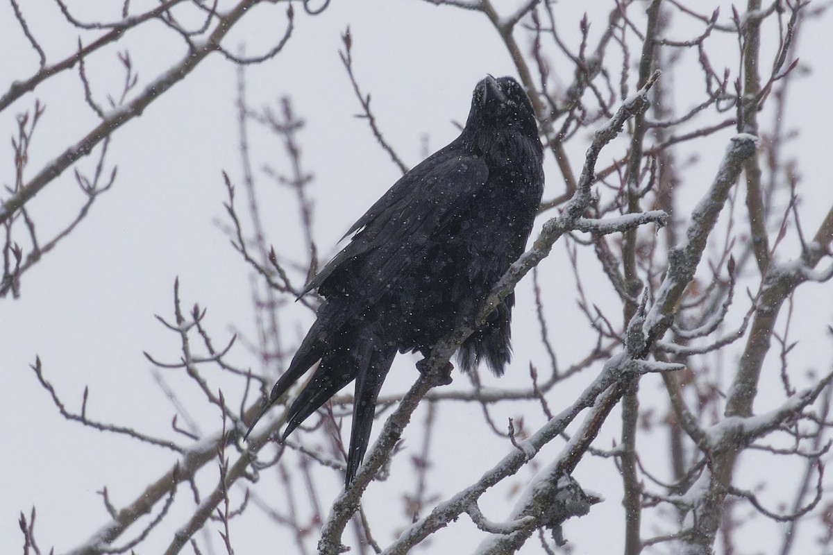 Common Raven - ML646849655