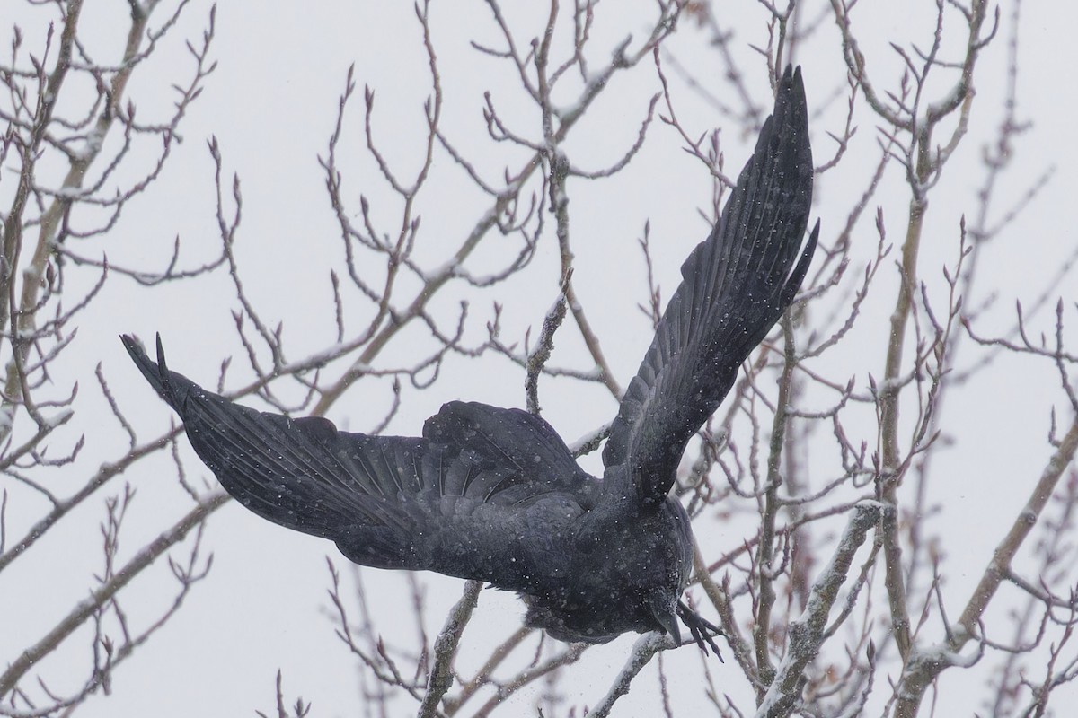 Common Raven - ML646849656