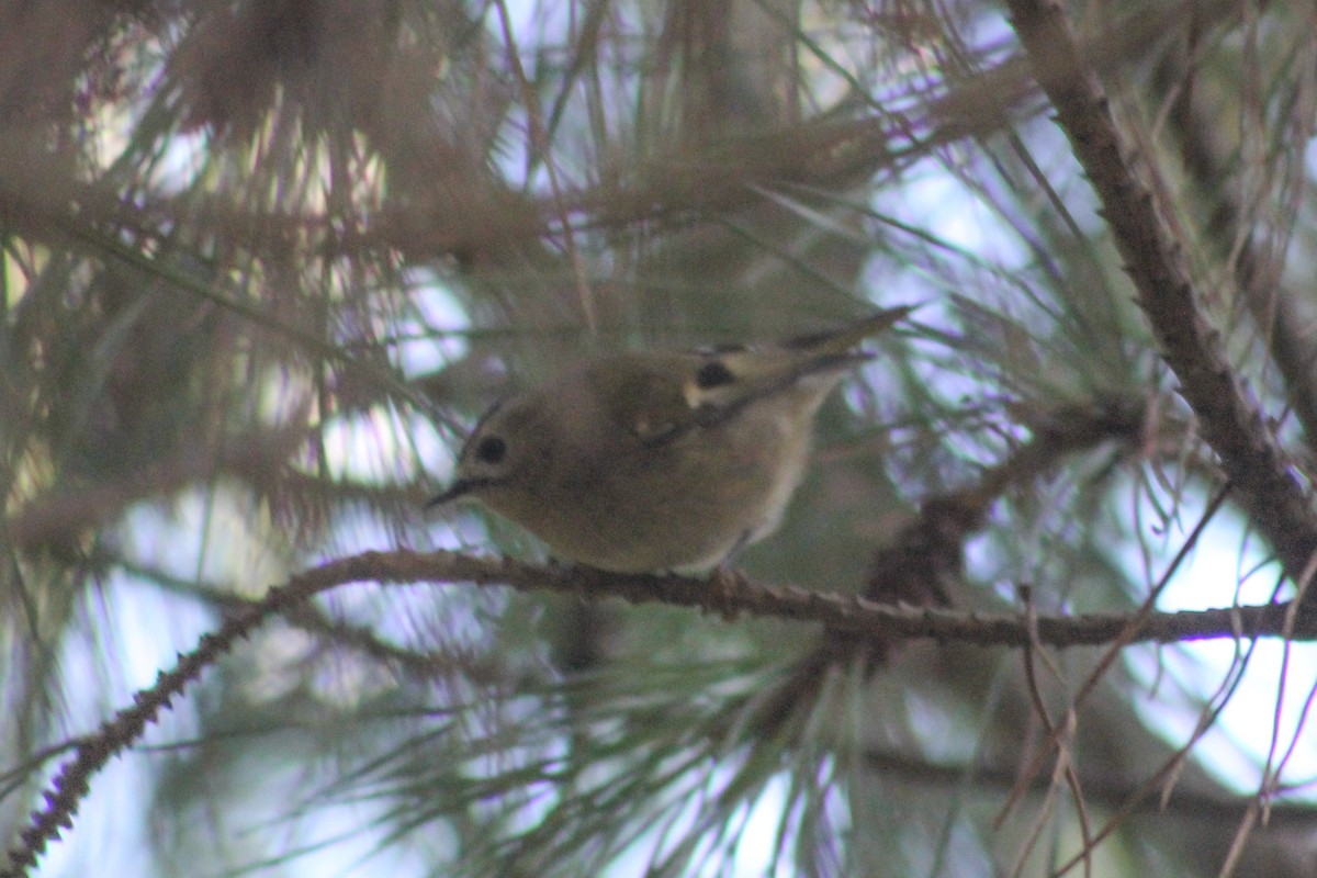 Goldcrest - ML646849660
