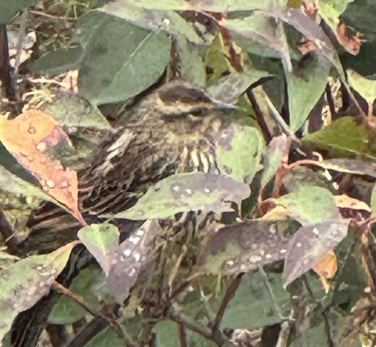 Еполетник червоноплечий - ML646849666