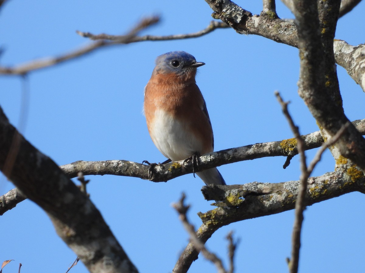Блакитник східний - ML646849667