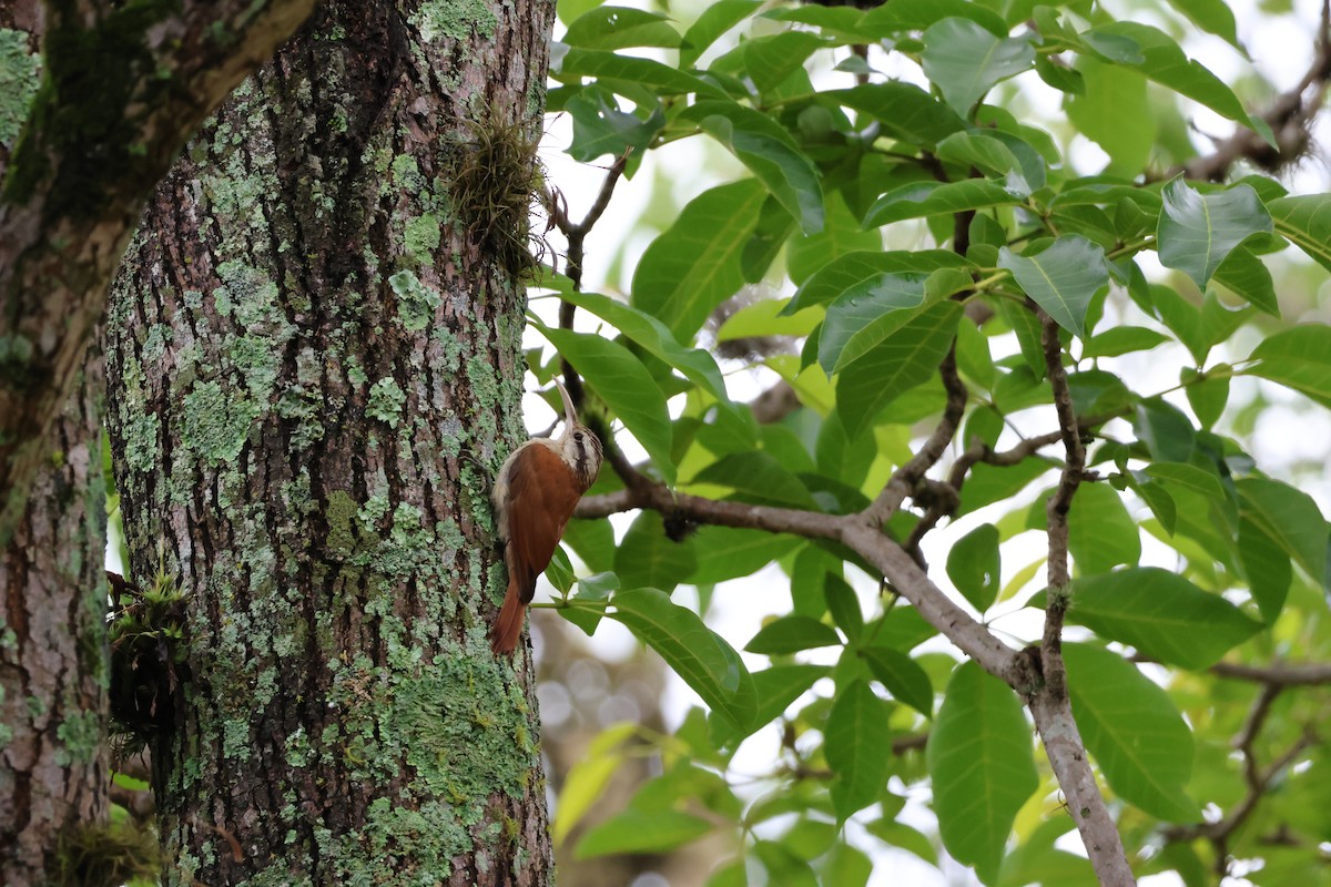 Narrow-billed Woodcreeper - ML646849669