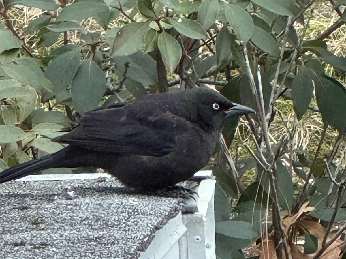 Гракл пурпуровошиїй - ML646849671