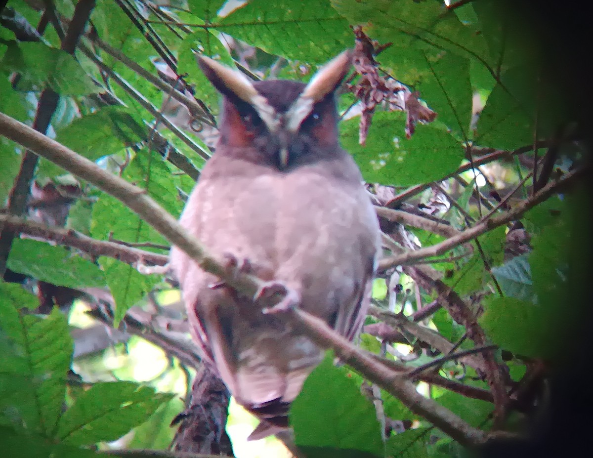 Haubenkauz - ML646849683