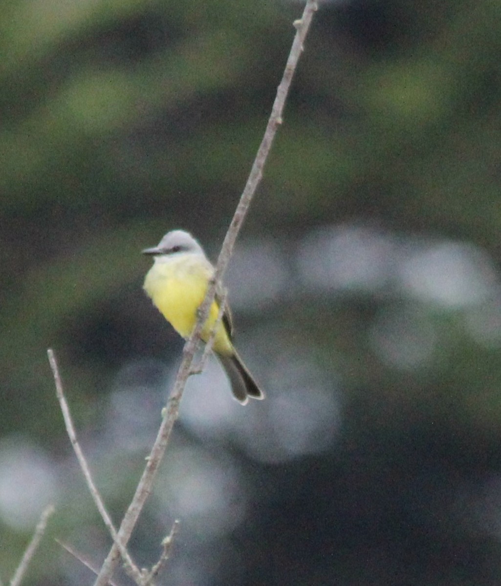 Тиран тропічний - ML646849686