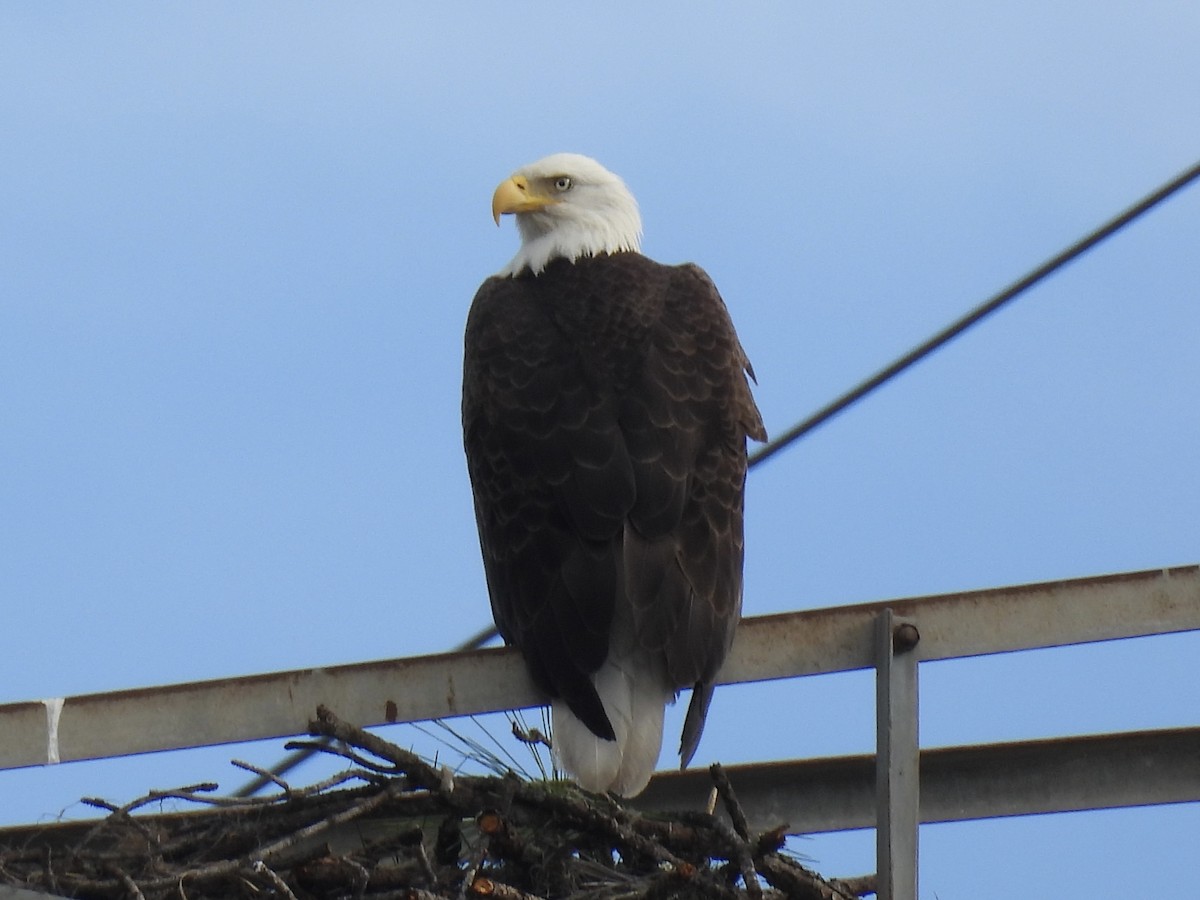 עיטם לבן-ראש - ML646849697