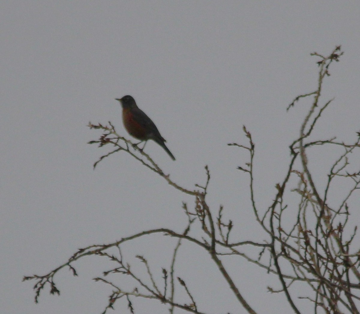 Дрізд мандрівний - ML646849698