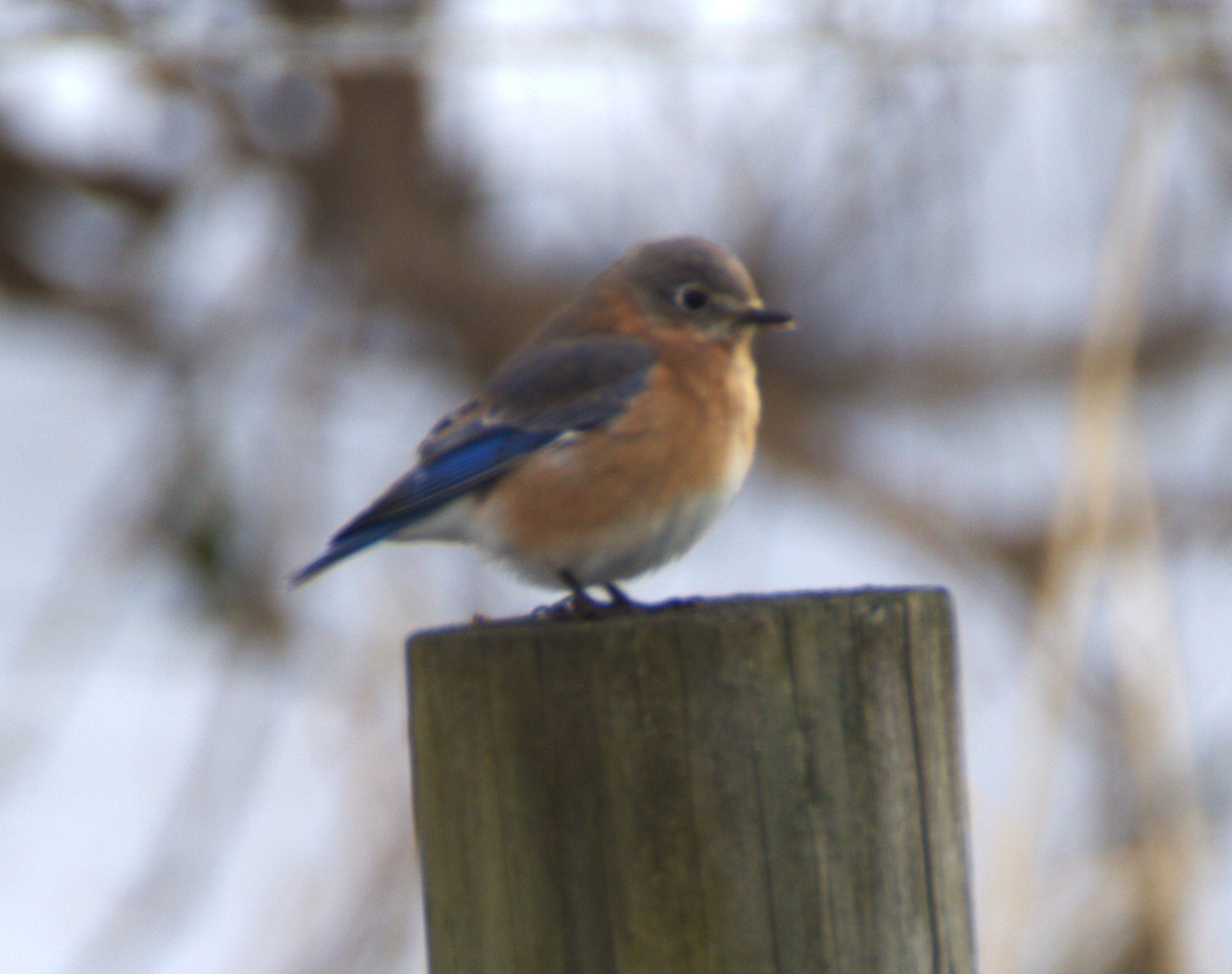 Блакитник східний - ML646849703