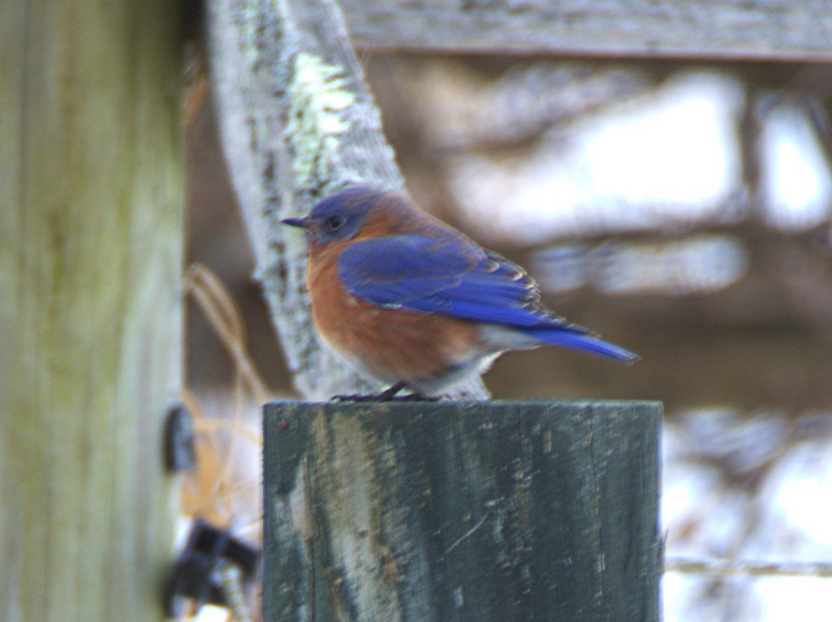 Блакитник східний - ML646849704