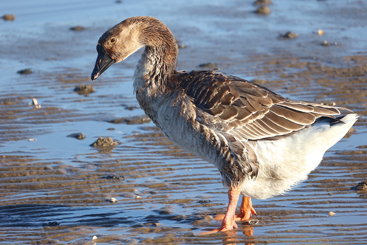 husa labutí (domestikovaná) - ML646849708