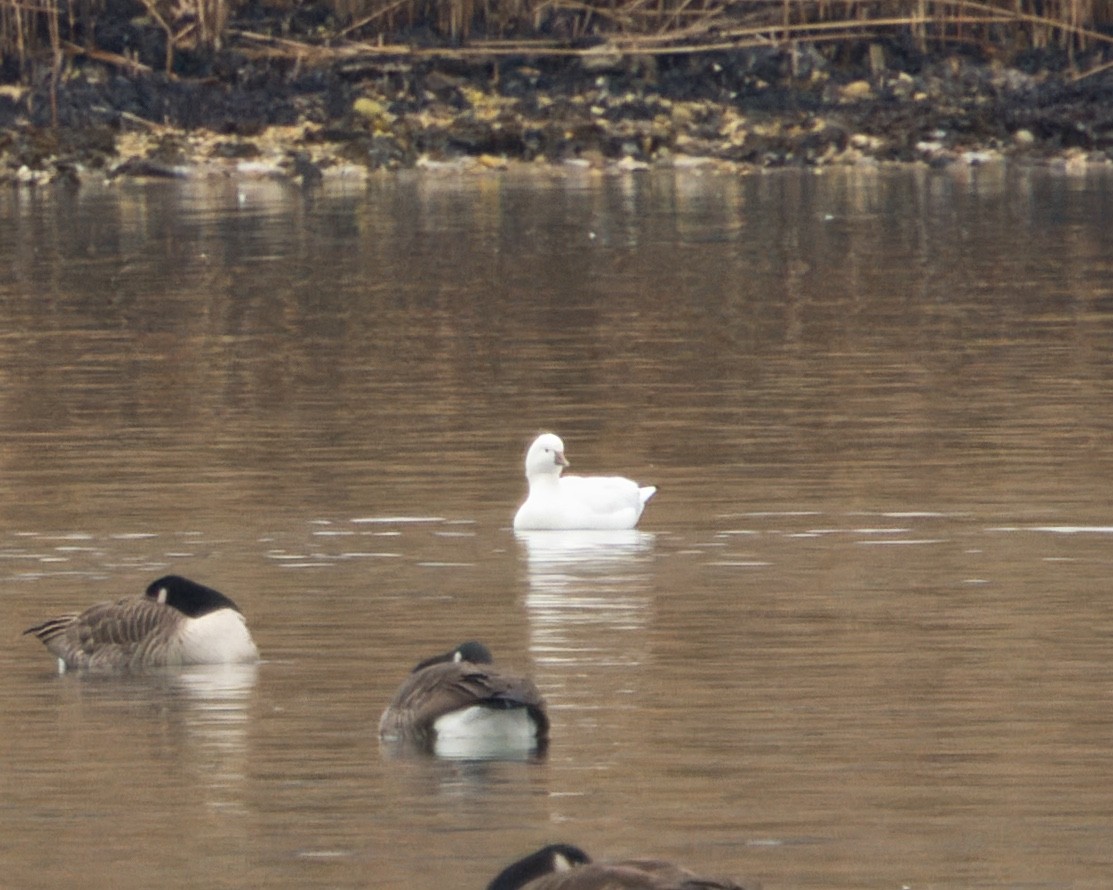 ヒメハクガン - ML646849710