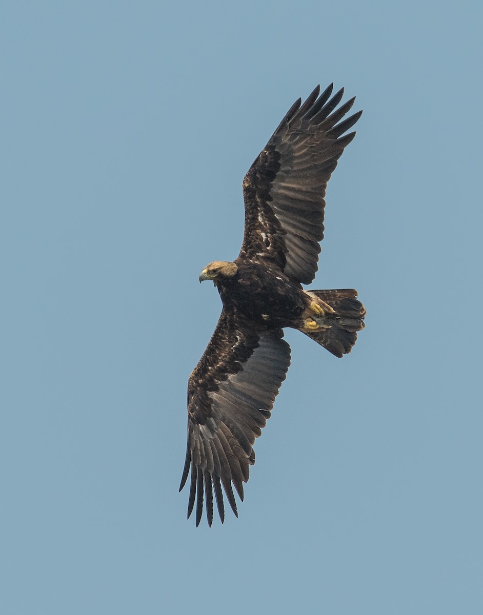 Imperial Eagle - ML646849711