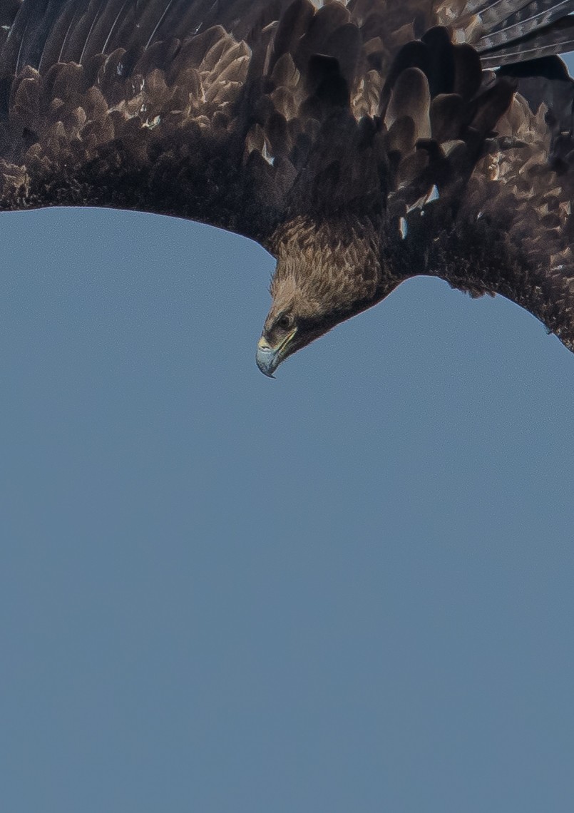 Imperial Eagle - ML646849712