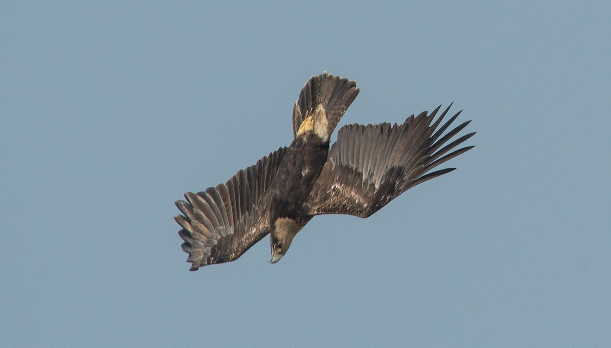 Imperial Eagle - ML646849714