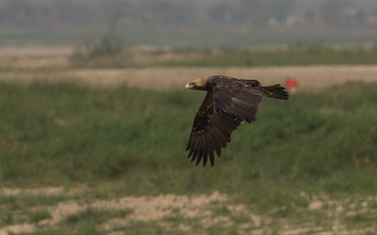 Imperial Eagle - ML646849715