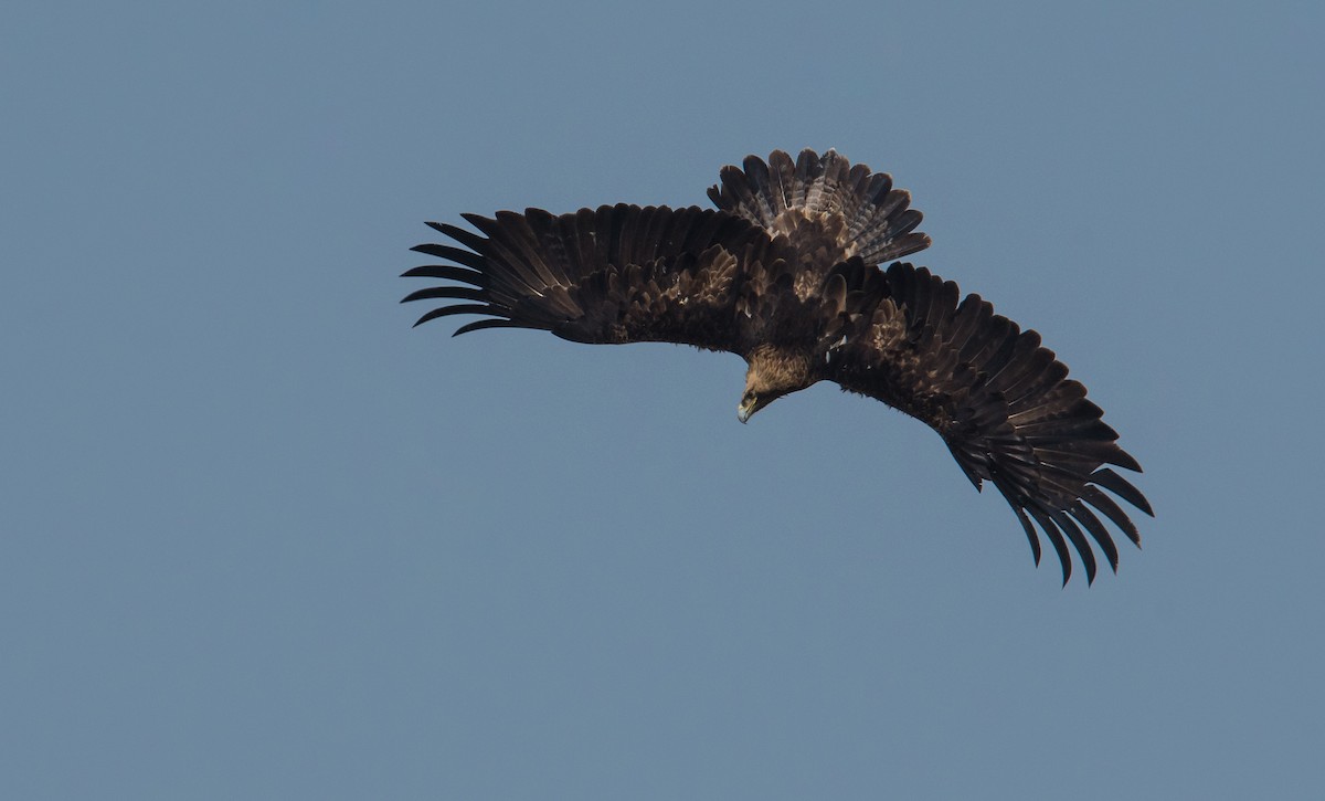 Imperial Eagle - ML646849716