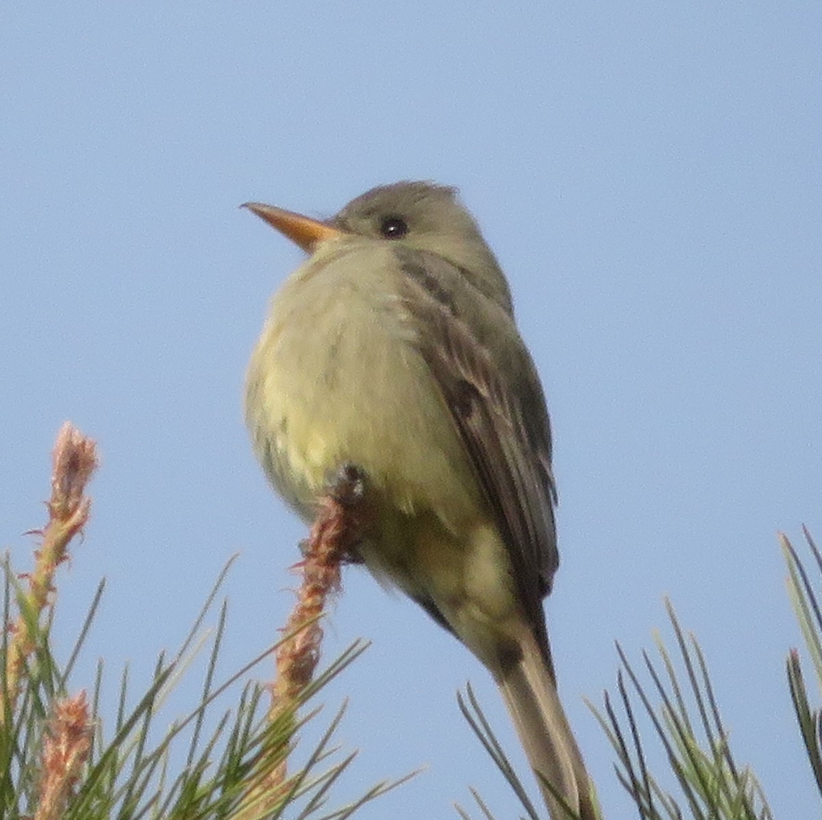 Greater Pewee - ML646849718