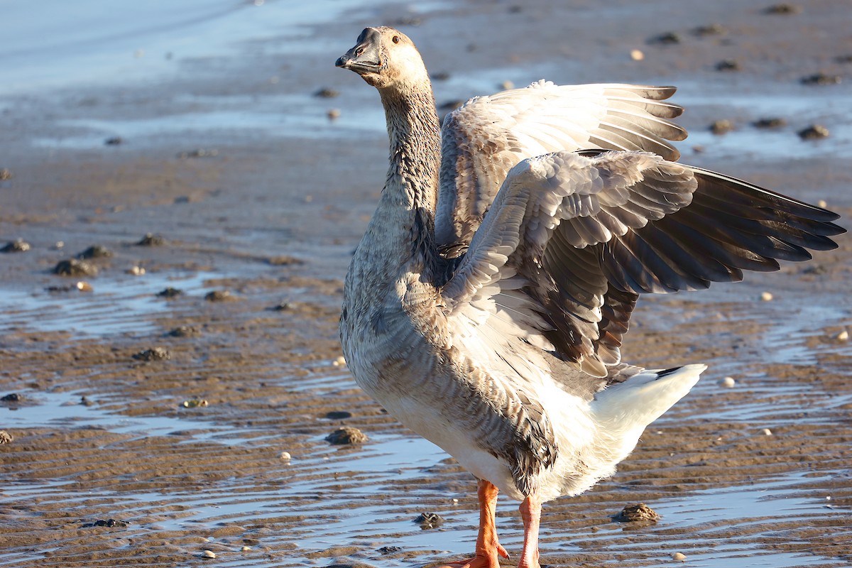 husa labutí (domestikovaná) - ML646849720