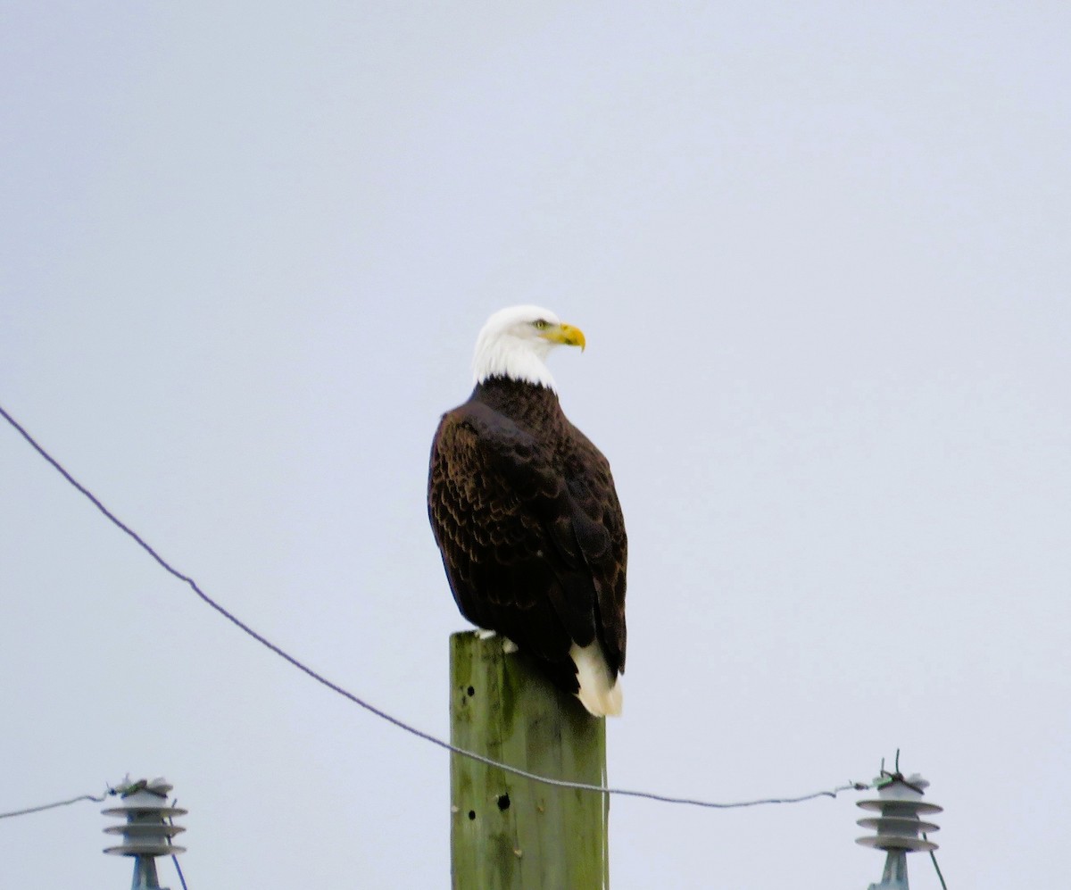 עיטם לבן-ראש - ML646849721