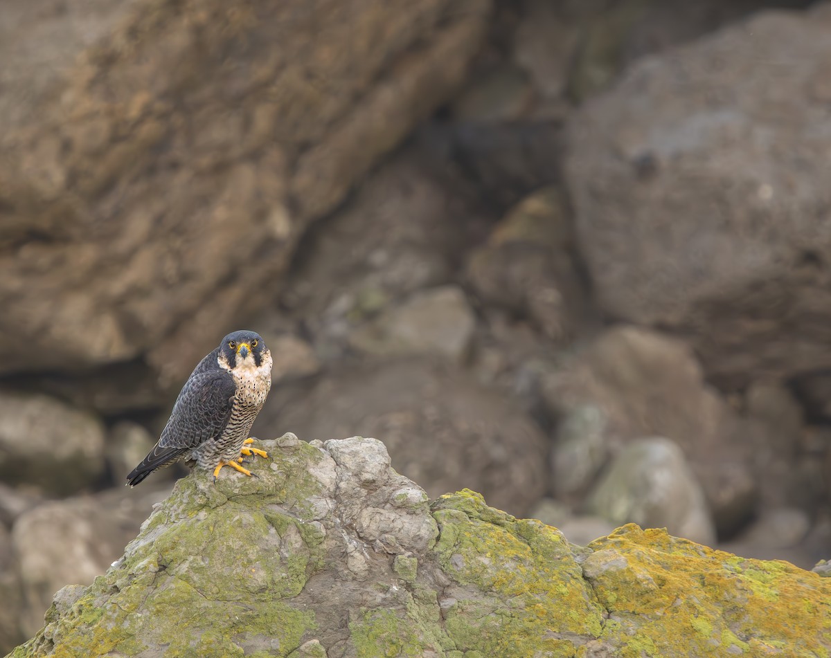 Peregrine Falcon - ML646849722