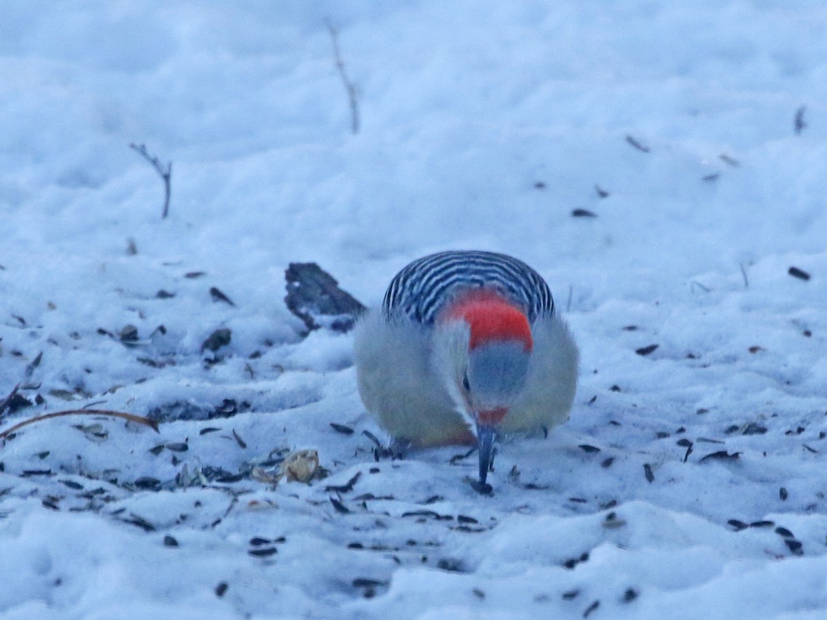 Red-bellied Woodpecker - ML646849723