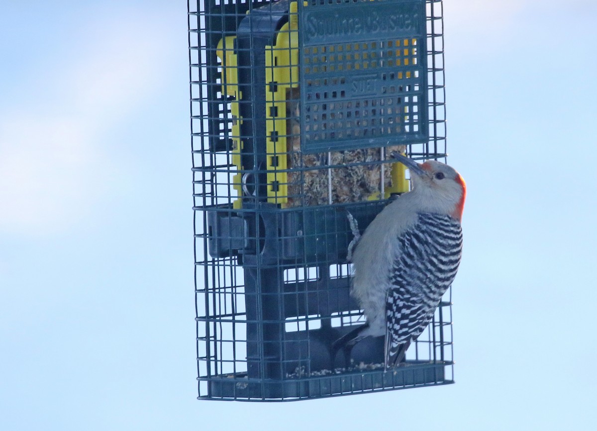 Red-bellied Woodpecker - ML646849724