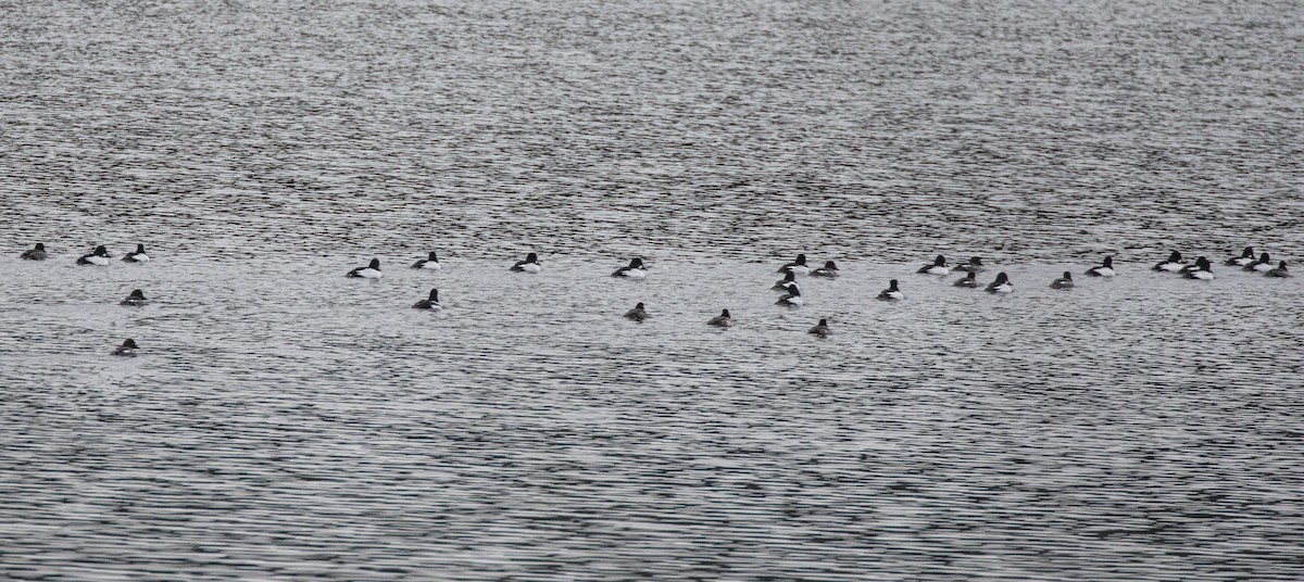 עבראש ירוק - ML646849725