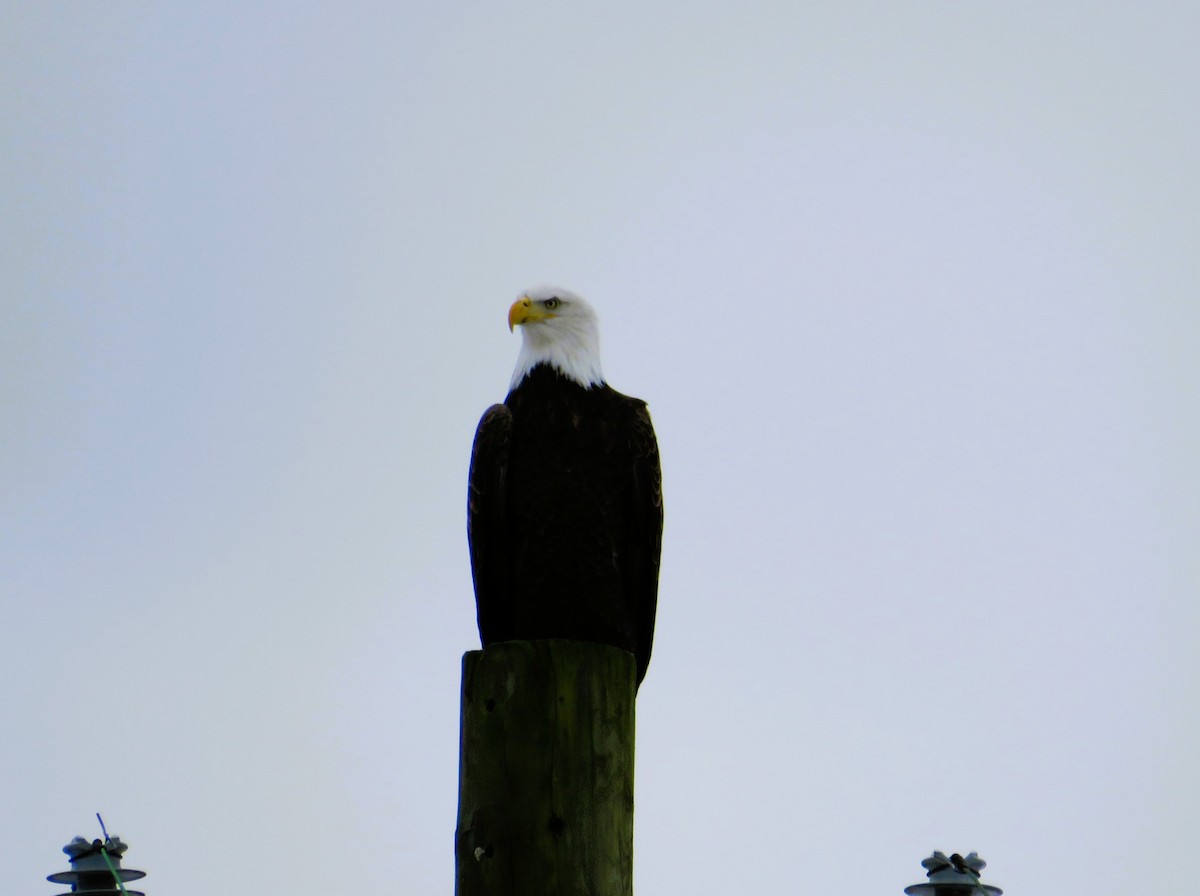 עיטם לבן-ראש - ML646849727