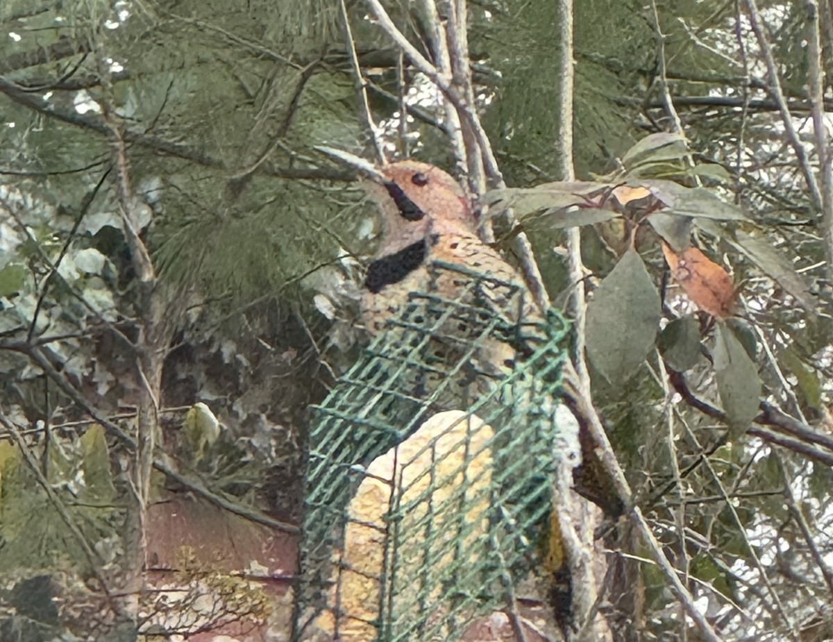 Декол золотистий - ML646849732