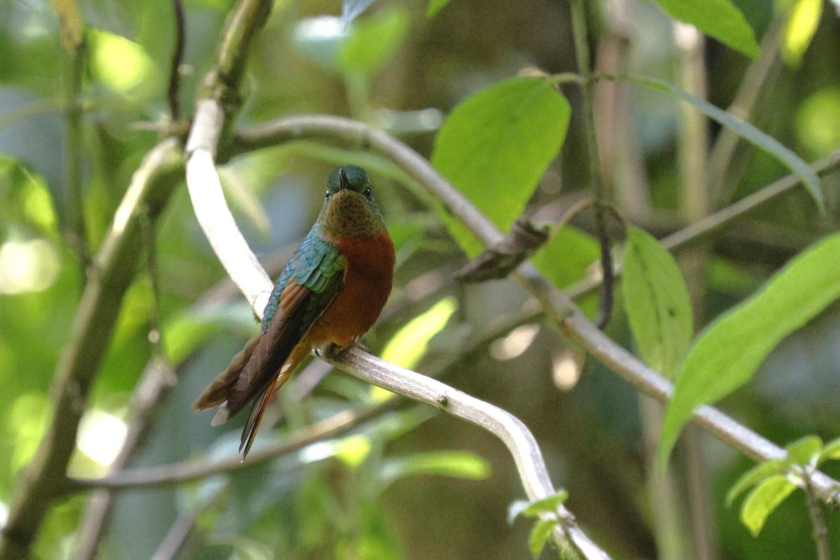 Chestnut-breasted Coronet - ML646849736