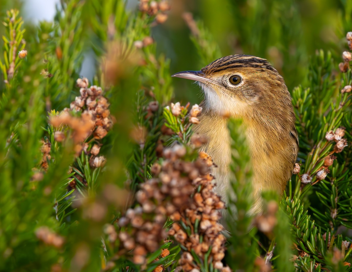 Cistícola Buitrón - ML646849737